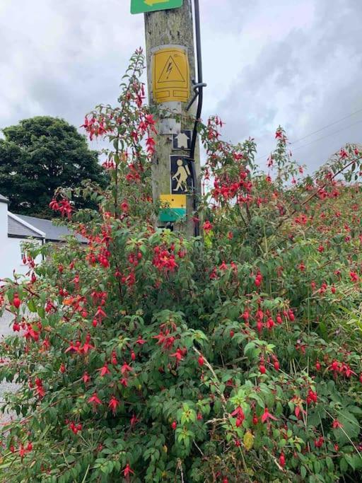 Castlegregory-Seaside 2 Bedroomed Cottage מראה חיצוני תמונה